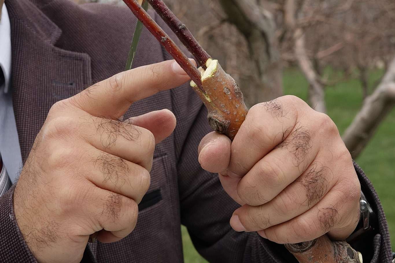 Ağaç aşısı nedir, neden ve nasıl yapılır? Ağaç aşısı nedir, neden ve nasıl yapılır?